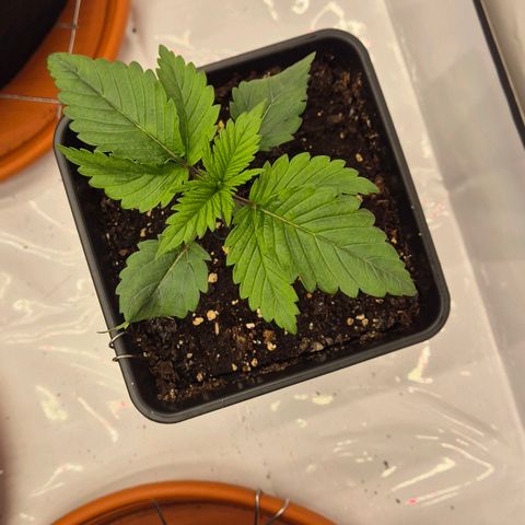 Ayuhuasca purple growlog timeline photo