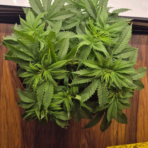 Ayuhuasca purple growlog timeline photo