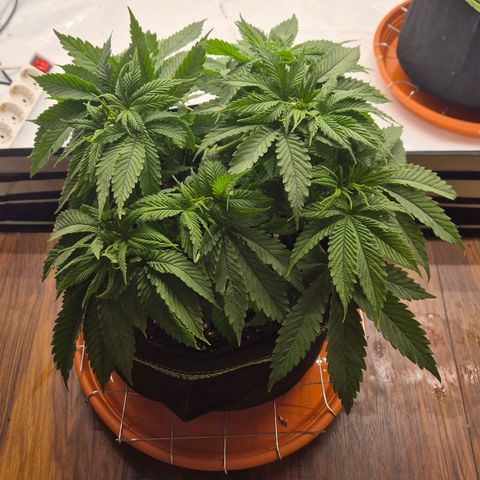 Ayuhuasca purple growlog timeline photo