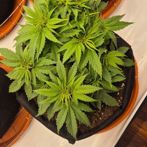 Dos Si Dos 33 growlog timeline photo