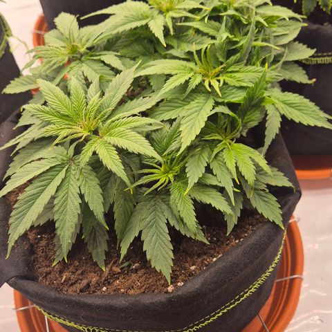 Dos Si Dos 33 growlog timeline photo