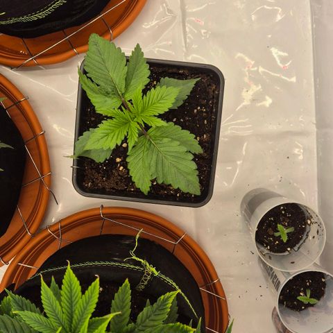 Chocolope growlog timeline photo