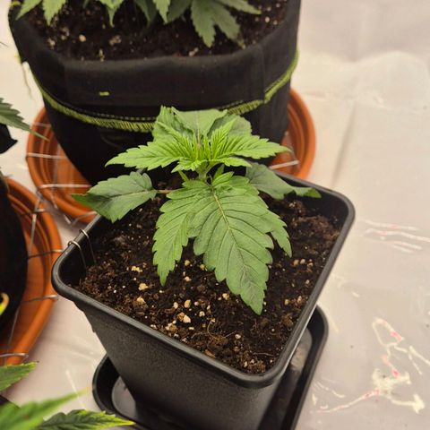 Chocolope growlog timeline photo