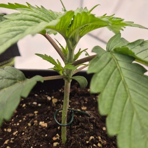 Chocolope growlog photo: Bis jetzt kein gießen nötig. Denke morgen mit dünger