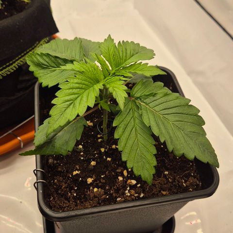 Chocolope growlog photo: Bis jetzt kein gießen nötig. Denke morgen mit dünger