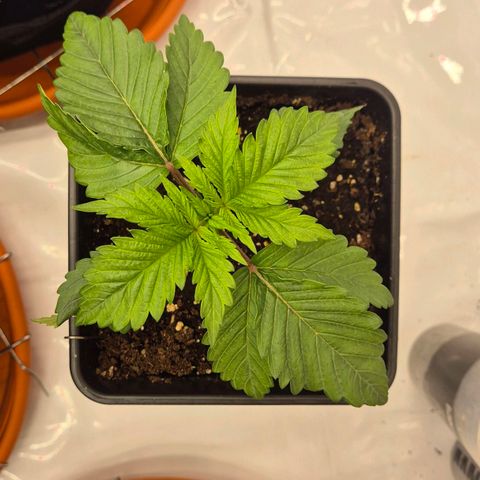 Chocolope growlog photo: Bis jetzt kein gießen nötig. Denke morgen mit dünger