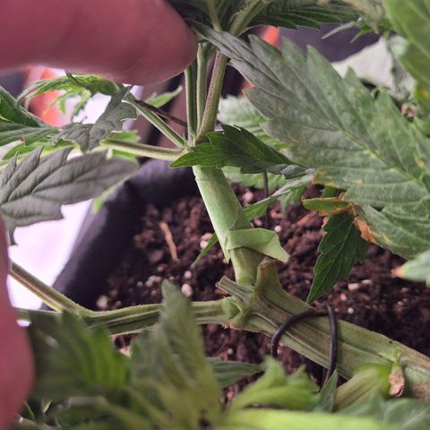 Super Lemon Haze growlog photo: Leider abgeknickt. Versuche ihn zu retten