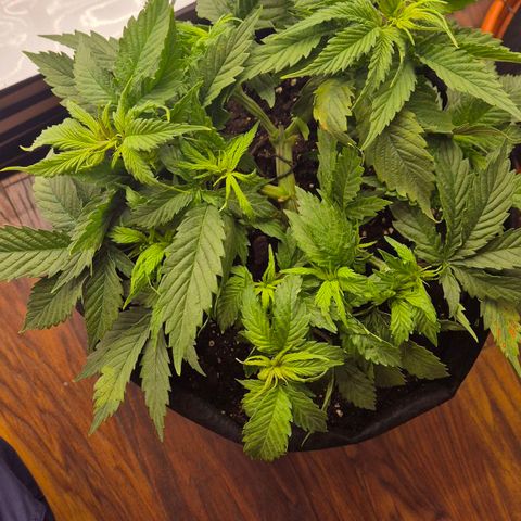 Super Lemon Haze growlog photo: Leider abgeknickt. Versuche ihn zu retten