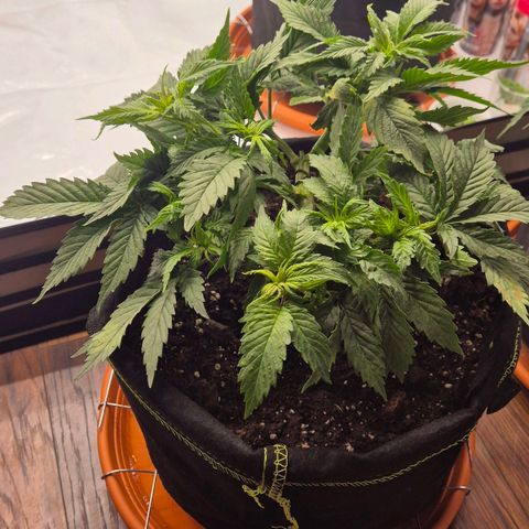Super Lemon Haze growlog photo: Leider abgeknickt. Versuche ihn zu retten