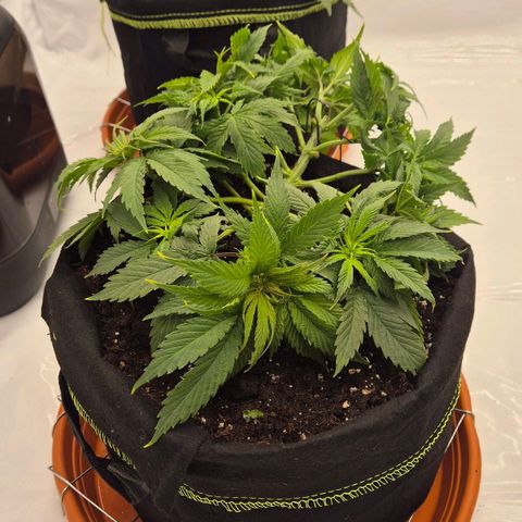 Dos Si Dos 33 growlog timeline photo