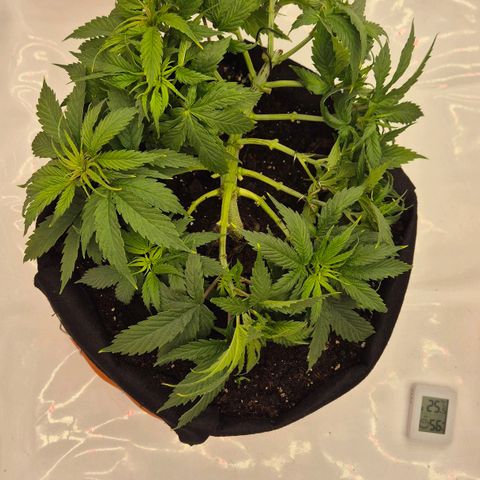 Dos Si Dos 33 growlog timeline photo