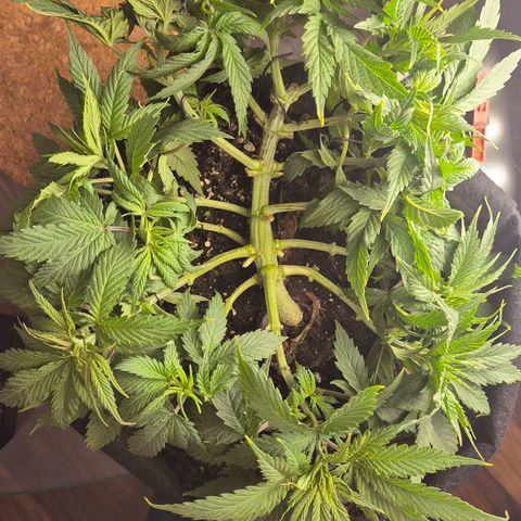 Dos Si Dos 33 growlog photo: Find mega, hoffe die trägt so wie erhofft hehe