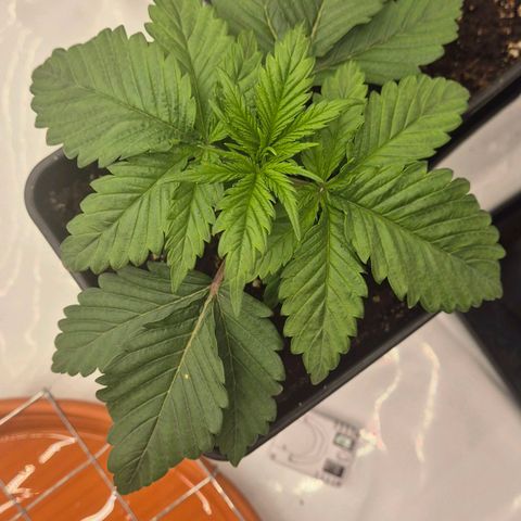 Chocolope growlog timeline photo
