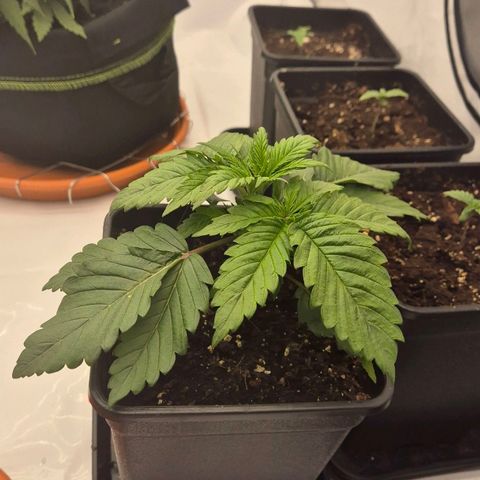 Chocolope growlog timeline photo