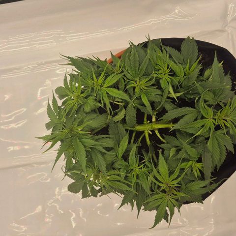 Dos Si Dos 33 growlog timeline photo