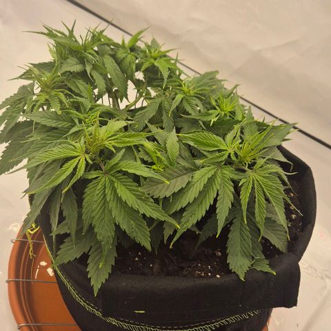 Dos Si Dos 33 growlog timeline photo