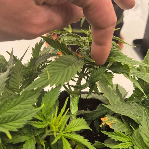 Super Lemon Haze growlog photo: Glück gehabt hehe