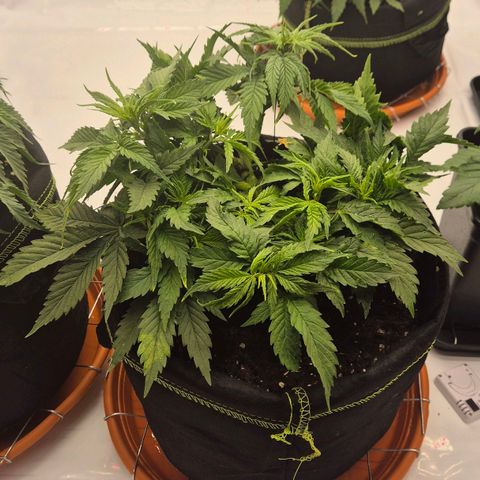 Super Lemon Haze growlog photo: Glück gehabt hehe