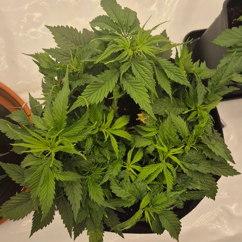 Super Lemon Haze growlog timeline photo