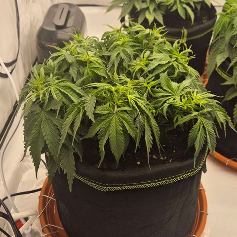 Ayuhuasca purple growlog timeline photo