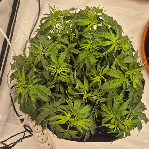 Ayuhuasca purple growlog timeline photo