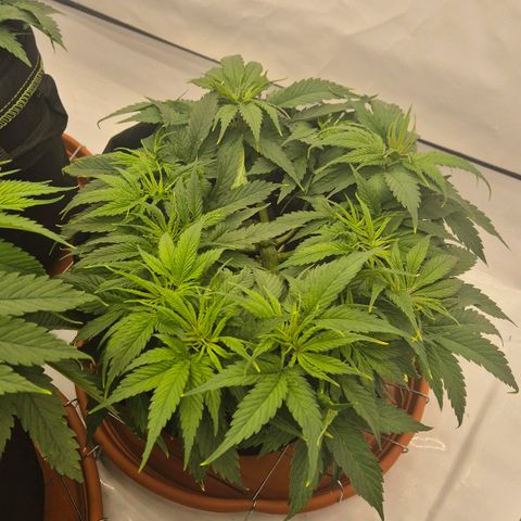 Dos Si Dos 33 growlog timeline photo