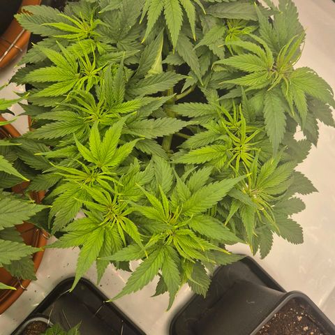 Dos Si Dos 33 growlog timeline photo