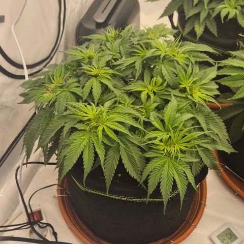 Ayuhuasca purple growlog timeline photo