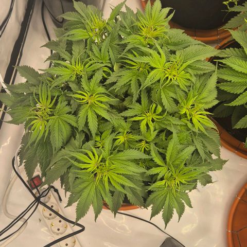 Ayuhuasca purple growlog timeline photo