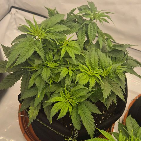 Super Lemon Haze growlog photo: Der abgebrochene macht einen guten Eindruck. Hat sich wohl gefangen
