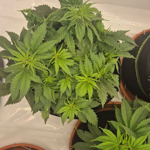 Super Lemon Haze growlog photo: Der abgebrochene macht einen guten Eindruck. Hat sich wohl gefangen
