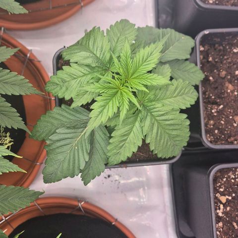 Chocolope growlog timeline photo