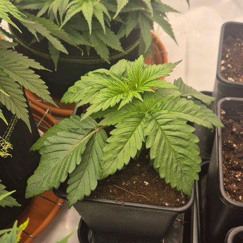 Chocolope growlog timeline photo