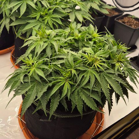 Ayuhuasca purple growlog timeline photo