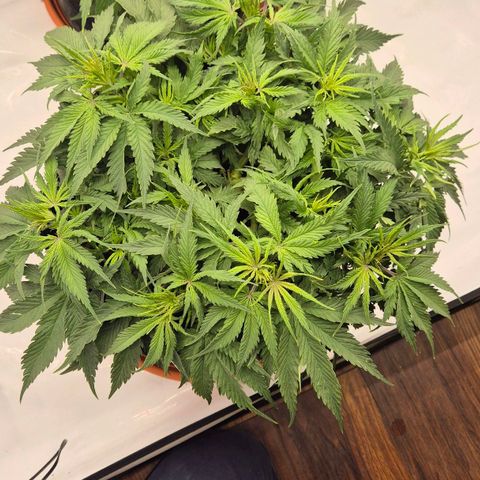 Ayuhuasca purple growlog timeline photo