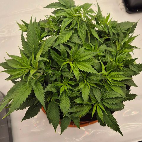 Super Lemon Haze growlog timeline photo