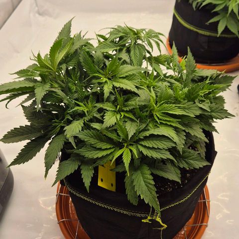 Super Lemon Haze growlog timeline photo