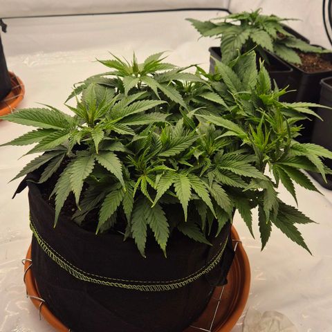 Dos Si Dos 33 growlog timeline photo