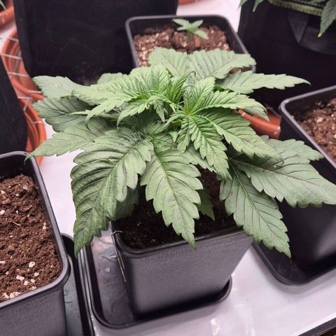 Chocolope growlog photo: Topping