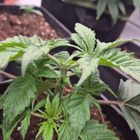 Chocolope growlog photo: Topping