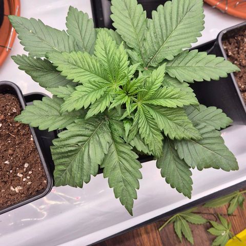 Chocolope growlog photo: Topping