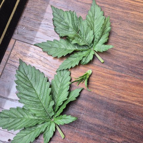 Chocolope growlog timeline photo