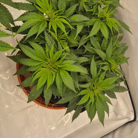 Dos Si Dos 33 growlog timeline photo