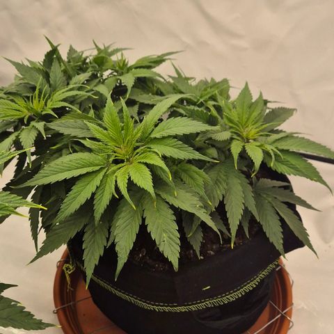 Dos Si Dos 33 growlog timeline photo