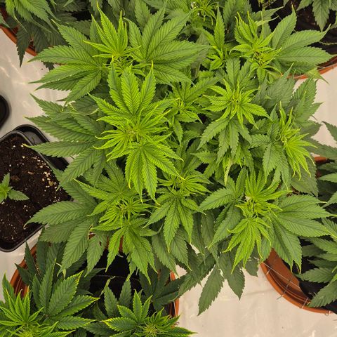Ayuhuasca purple growlog timeline photo