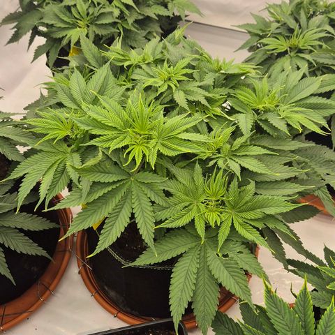 Ayuhuasca purple growlog timeline photo