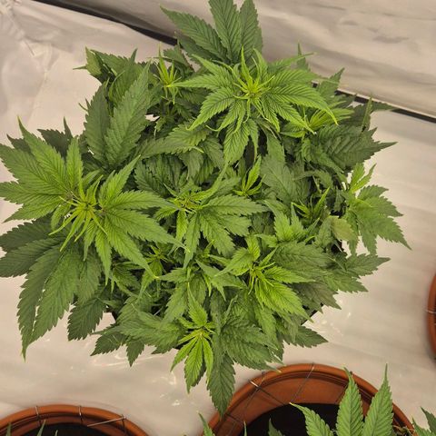 Super Lemon Haze growlog timeline photo