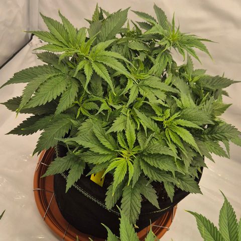 Super Lemon Haze growlog timeline photo