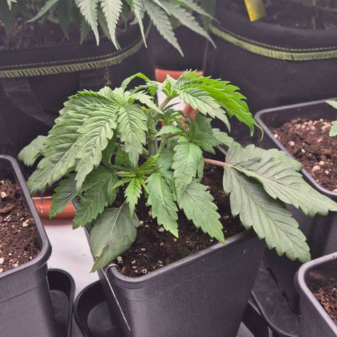 Chocolope growlog timeline photo