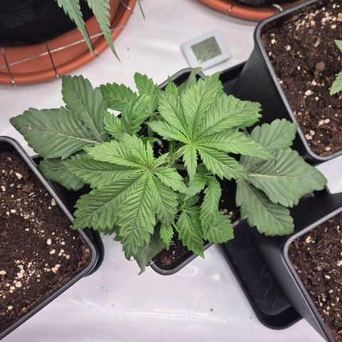Chocolope growlog timeline photo